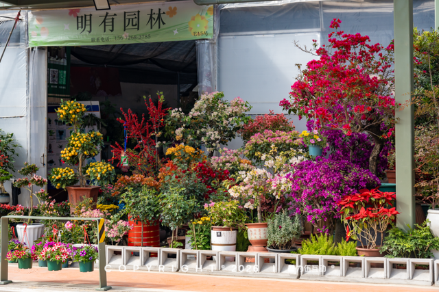 “马”上逛花街！珠海20年老花市焕新登场，新春打卡攻略速收！