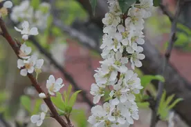 女神过节哪里去？繁花似锦等你来！赏花地图get图片