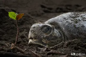 中国十大濒危龟类，大多已在野外绝迹图片