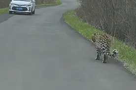 男子偶遇野生东北豹淡定踱步，喊话“让道”后对方乖乖躲进树林图片