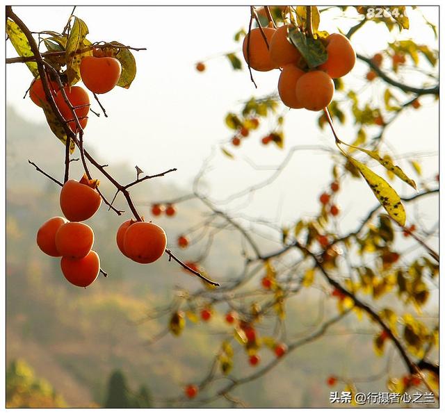 山东行游影记（193）—青州仰天山柿子沟（一）