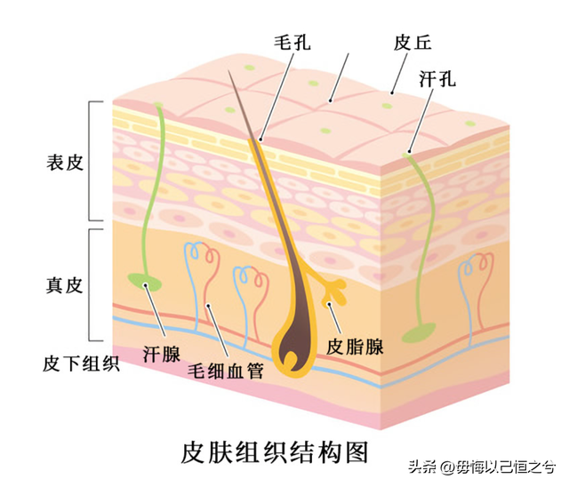 人体-结构-功能-系统