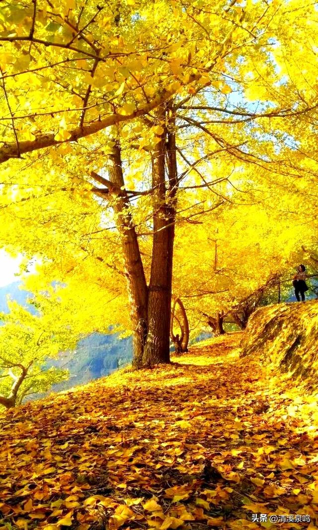 银杏染秋——九峰的金色童话