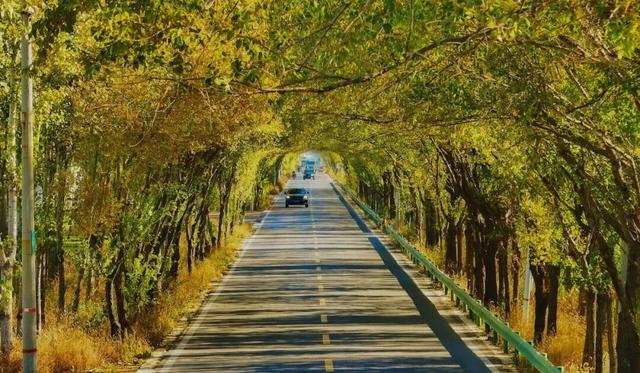 奇妙！这里开车是在树洞中穿行