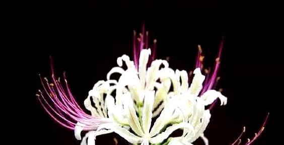 心理测试：选出你最喜欢的花束，看看现在谁正在思念你