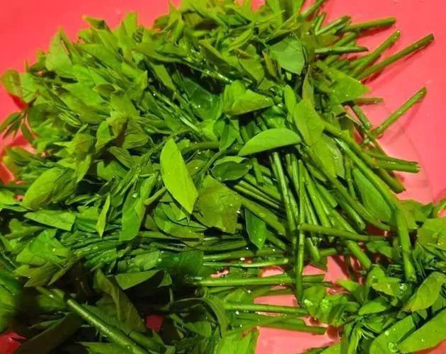 立秋过后，要使劲吃这菜，一排毒、二助眠、三清肝护眼，清新脆嫩