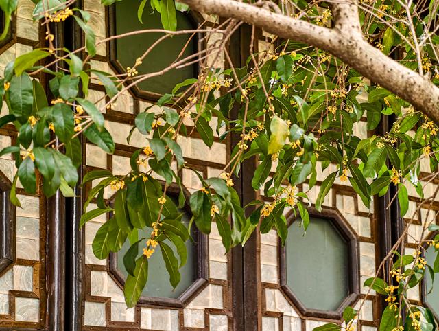 苏州拙政园桂花盛开