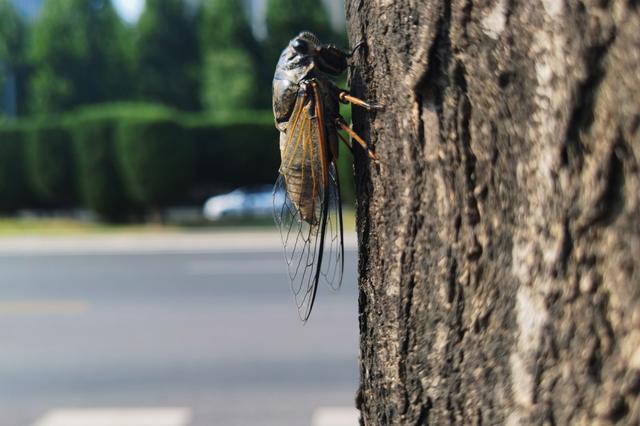 地坛网红树牌火了！“天塌了树撑着”刷屏，古园新生藏着城市温情