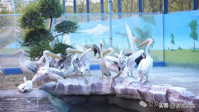 诸城市动物园迎来4位新住客，还能半价游园！
