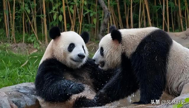 中方制裁不到24小时，日本对华提了个请求：希望能再给几只大熊猫