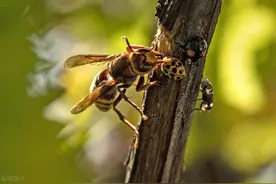 想知道马蜂为什么会在你家做窝吗？马蜂来家做窝的原因介绍！图片