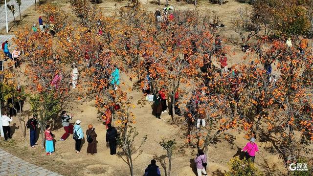 金柿映初冬，青岛藏着一处“甜蜜”公园