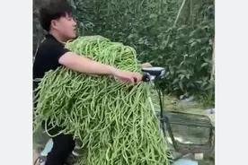 山东人夏天的噩梦，吃不完的豆橛子！山东卫视台标就是一把豆橛子图片