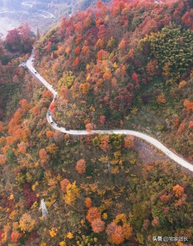 11月浙江要迎来最美的秋天 ,宁波余姚 • 四明山:银杏不输腾冲!