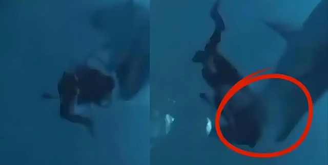 从伤口到视频，中国游客马尔代夫遇险，谁在导演“玩命式创作”