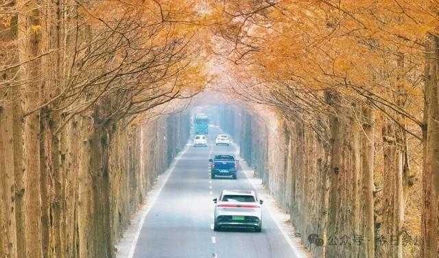 免费又出片！崇州初冬宝藏秘境，美到封神！