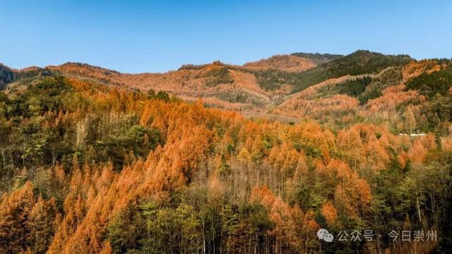 崇州彩林天花板🤩🤩🤩谁还没去过？