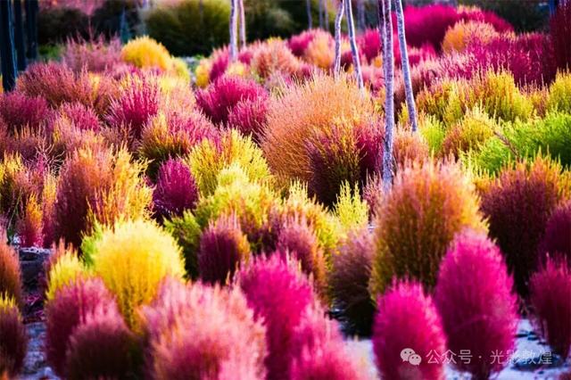 绝美地扶草让敦煌新增一块美丽打卡地