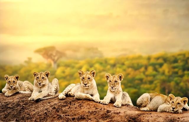 春节旅行卷向非洲！9天假期去肯尼亚看动物，成体验派游客新宠