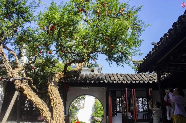 只在怡园：与一棵百年石榴的秋日邂逅