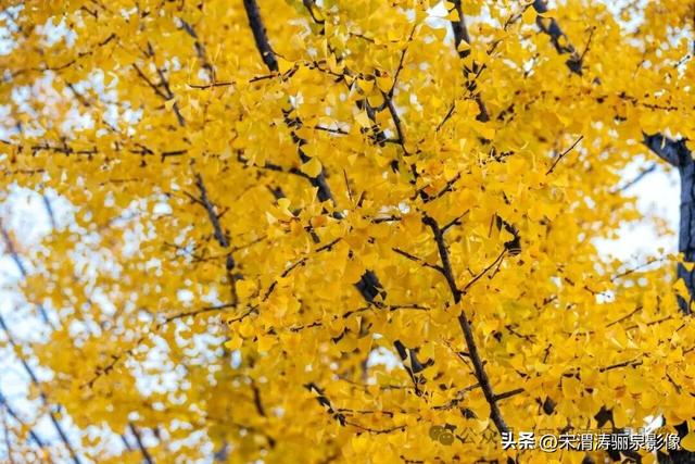 陕西渭南：人民公园银杏林色彩纷呈 祥和美丽 秋色宜人