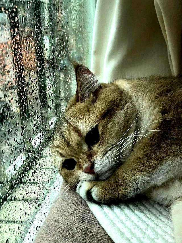 若猫咪有这6种表现，说明它抑郁了，别不放在心上！