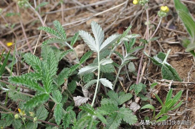十多年前，此野草是“猪菜”，如今根部号称“小人参”，价值奇高