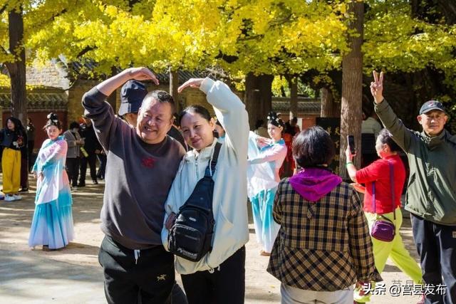 今天实拍！浮来山银杏，一树鎏金映古寺