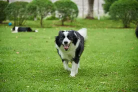 为什么不能养边牧？看完这十大“缺点”你就懂了！图片