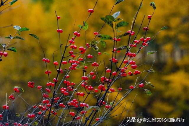 【秋日青海】别错过，夏末初秋，青海正在“换装”中！