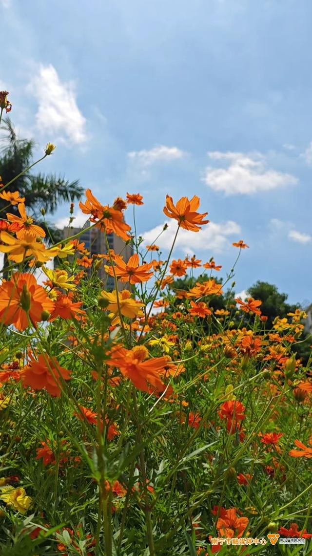 夏日限定美景！南宁这片硫华菊花海正盛放