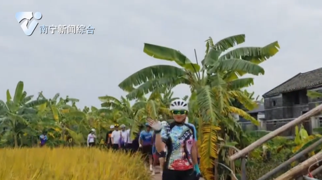 秋风稻浪，满目金黄！在南宁三江口，邂逅诗意秋天