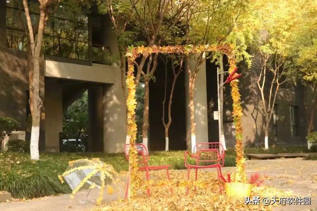 天府软件园银杏黄了！除了网红树，绝美风景即将上线