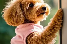 两个月幼犬到家科学喂养指南，避开这些误区狗狗更健康图片