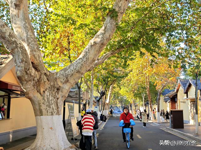 南京“丑萌”梧桐C位出道！颐和路半天游，把民国浪漫拍成表情包