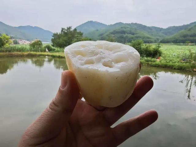 夏天甜度超标！肇庆这个地方真的把我拿捏住了！