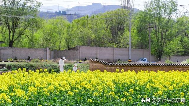 大美天水 | 花海上新！来天水，看“油”画里的春天~