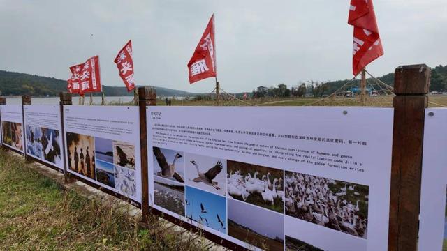“彩头雁”翩跹起舞~快来长春这里与“好彩头”邂逅