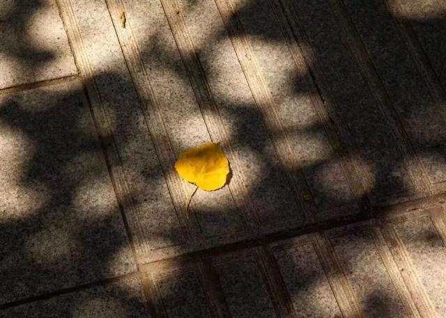 秋日西藏限定美景上线！摄影师私藏机位，拍出无敌风光大片