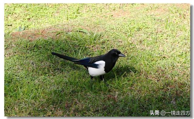 沈阳东陵郊野公园“精灵”出没