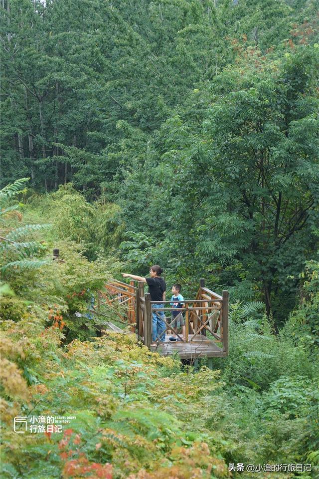 西安秦岭深处惊现“绿野仙踪”！这片竹海秘境又美又仙，你去了吗
