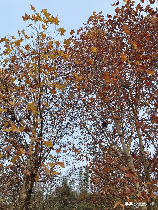 为看金黄美景和红墙，我来北碚静观走一趟，在塔坪寺和思乡台公园