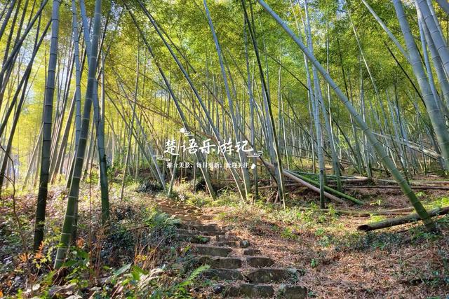 浙江宁波的红杉观赏胜地，树还没变红但美人蕉花海红了，美不胜收