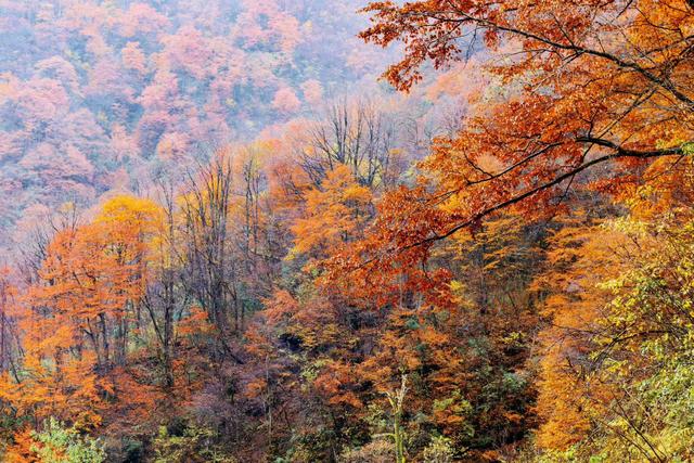 雾锁龙头山，秋染万重山
