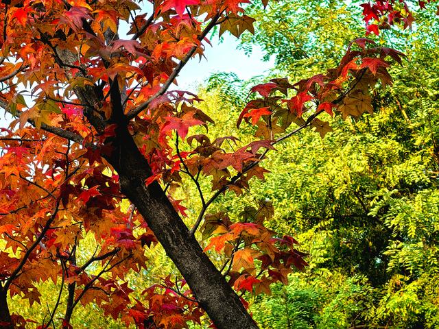 一眼沦陷！快去这片枫林秘境打卡最美秋天