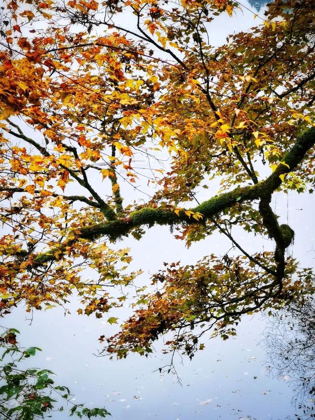 碧水吻醒秋色，落叶撞进九寨沟的调色盘