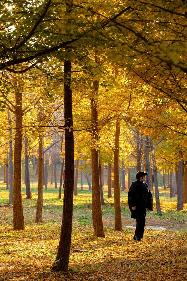 北京秋天金黄色的秘境公园，不收费的东坝郊野，已美成金色海洋