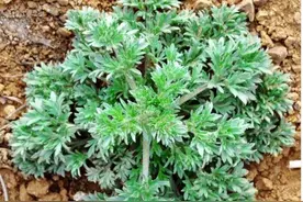 茵陈，嫩苗当野菜吃，可用来泡茶喝，长老后只能当柴烧，趁早采摘图片