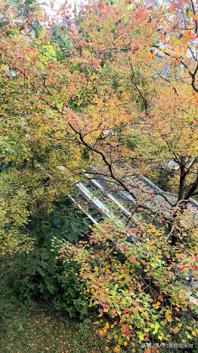 这几日的阳光很给力，银杏、乌桕、水杉相继上线。