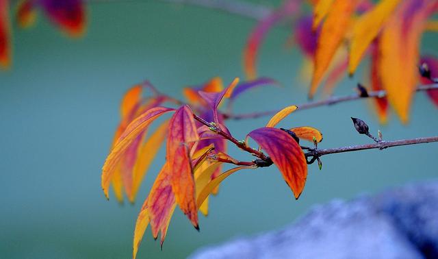 大公图书馆丨秋日里的诗意庭园